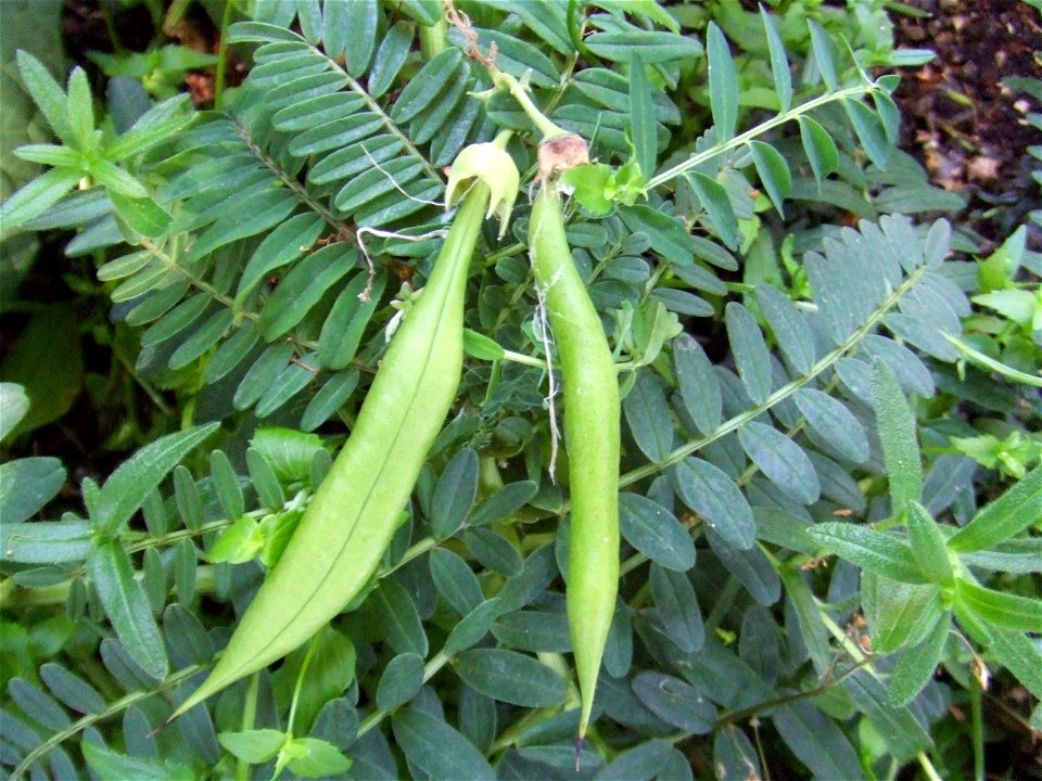 Fruits of Clianthus puniceus, picture taken at Botanische Tuin TU Delft, Delft, the Netherlands