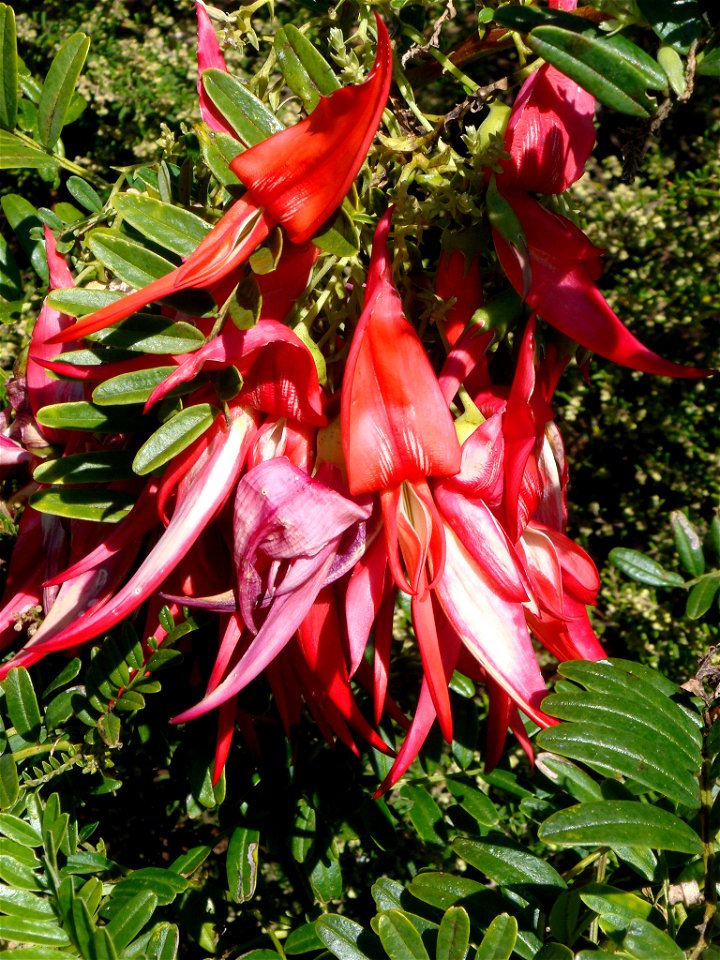 Kaka beak (Clianthus puniceus)