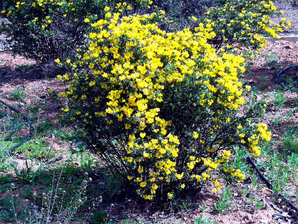 Coronilla valentina in Dehesa Boyal de Puertollano, Puertollano, Ciudad Real, Spain