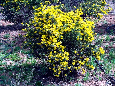 Coronilla valentina in Dehesa Boyal de Puertollano, Puertollano, Ciudad Real, Spain