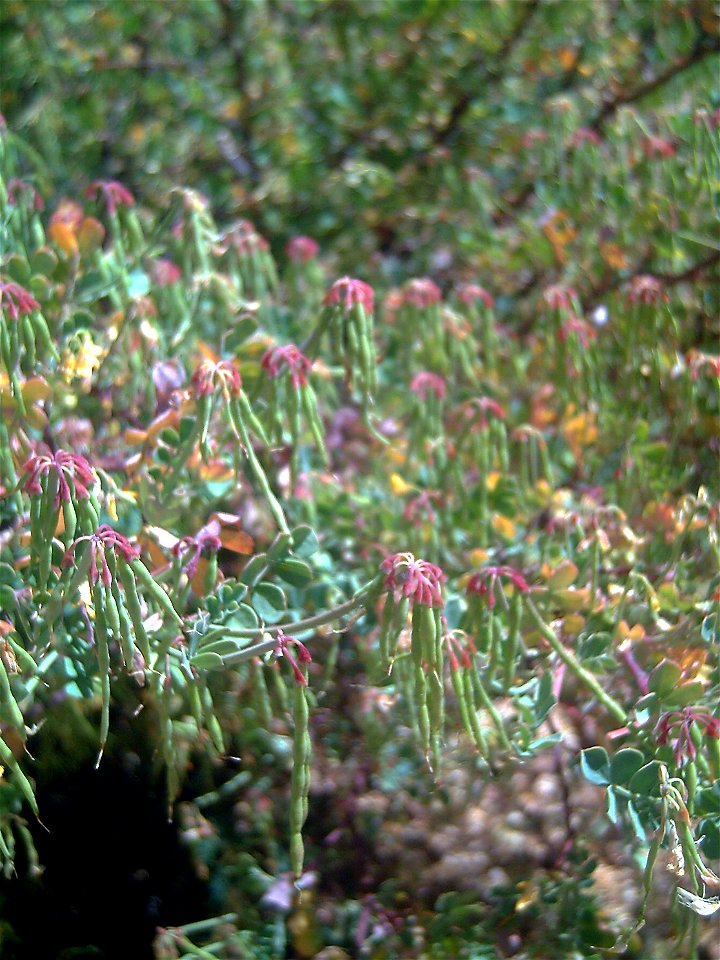 Coronilla valentina, fruits in Dehesa Boyal de Puertollano, Puertollano, Ciudad Real, Spain