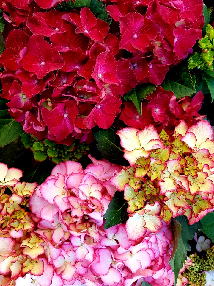 Garden flora hydrangea