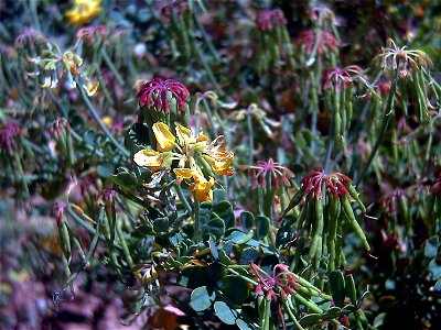 Coronilla valentina, fruits and flowers in Dehesa Boyal de Puertollano, Puertollano, Ciudad Real, Spain