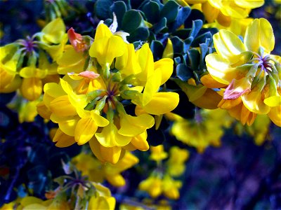Coronilla valentina in Dehesa Boyal de Puertollano, Puertollano, Ciudad Real, Spain