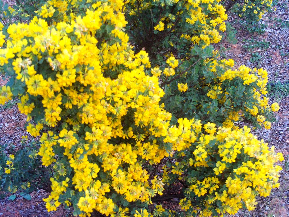 Coronilla valentina flowers, Dehesa Boyal de Puertollano, Spain