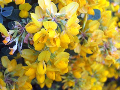 Coronilla valentina flowers close up, Dehesa Boyal de Puertollano, Spain