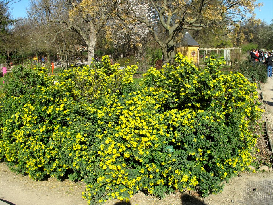 Coronilla valentina subsp. glauca in the Jardin des Plantes in Paris. Identified by its botanic label.