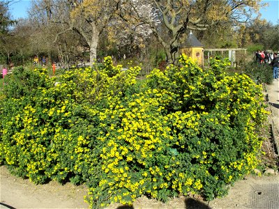 Coronilla valentina subsp. glauca in the Jardin des Plantes in Paris. Identified by its botanic label.