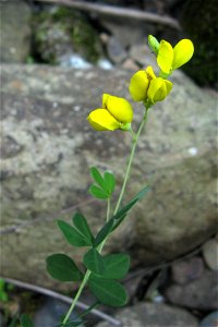 Baptisia tinctoria|Baptisia tinctoria]], sandstone riverscour of the  Caney Fork near Todd Town, Cumberland County, Tennessee.