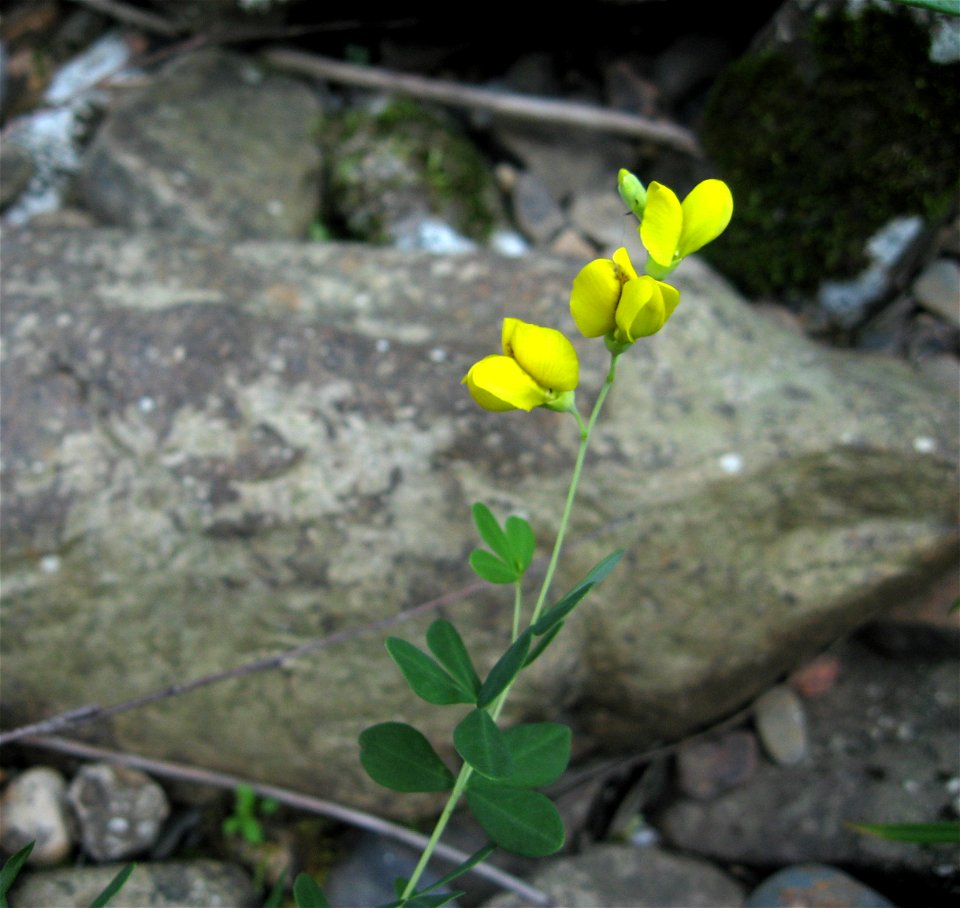 Baptisia tinctoria, sandstone riverscour of the  Caney Fork near Todd Town, Cumberland County, Tennessee.