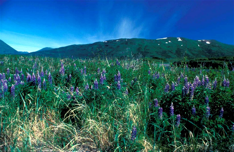 Image title: Lupinus nootkatensis Image from Public domain images website, http://www.public-domain-image.com/full-image/flora-plants-public-domain-images-pictures/flowers-public-domain-images-picture photo