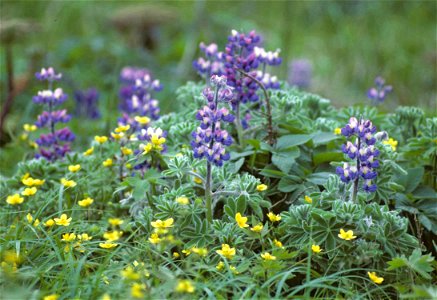 Image title: Lupine and buttercup flowers lupinus nootkatensis ranunculus grandis Image from Public domain images website, http://www.public-domain-image.com/full-image/flora-plants-public-domain-imag photo