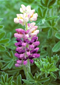 Image title: Nookta lupine plant flowering lupinus nootkatensis Image from Public domain images website, http://www.public-domain-image.com/full-image/flora-plants-public-domain-images-pictures/flower photo