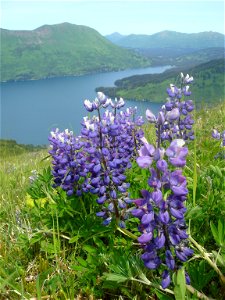 Lupin and other wildflowers cover the mountaintops on Raspberry Island, Alaska in July, 2009. photo
