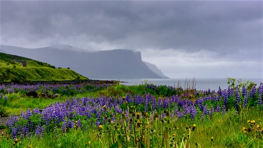 Þingeyri is a little fishing village on the shore of the Dýrafjörður fjord in Iceland.