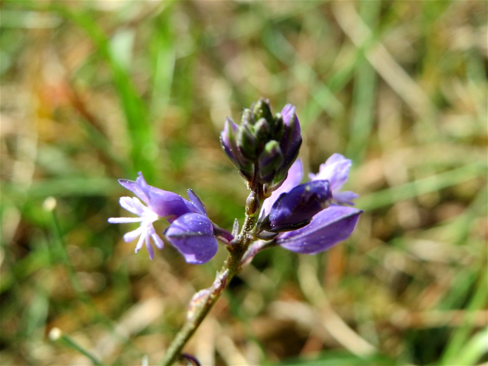 Gewöhnliche Kreuzblume (Polygala vulgaris) auf dem Feldherrenhügel (Naturschutzgebiet Oftersheimer Dünen)