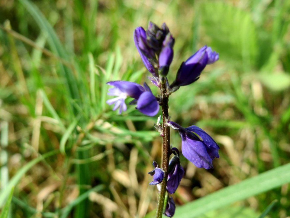 Gewöhnliche Kreuzblume (Polygala vulgaris) auf dem Feldherrenhügel (Naturschutzgebiet Oftersheimer Dünen)
