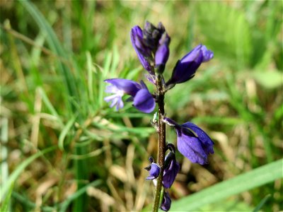 Gewöhnliche Kreuzblume (Polygala vulgaris) auf dem Feldherrenhügel (Naturschutzgebiet Oftersheimer Dünen)