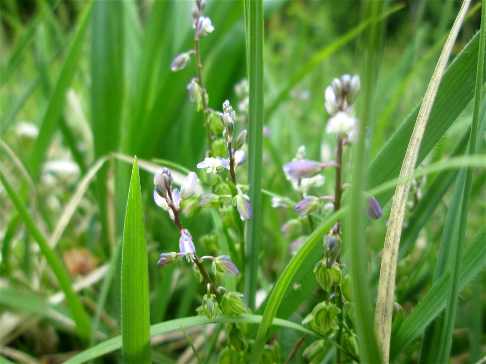 Gewöhnliche Kreuzblume (Polygala vulgaris) im Naturschutzgebiet „Wusterhang“ oberhalb von Fechingen