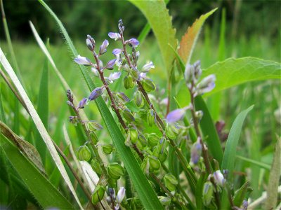 Echter Gewöhnliche Kreuzblume (Polygala vulgaris) im Naturschutzgebiet „Wusterhang“ oberhalb von Fechingen