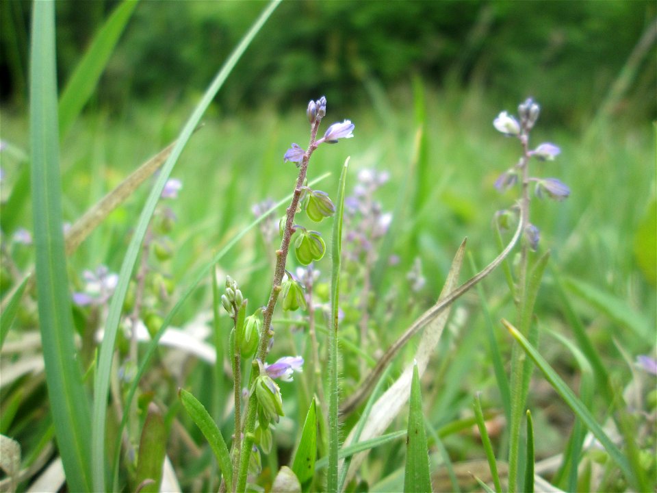 Echter Gewöhnliche Kreuzblume (Polygala vulgaris) im Naturschutzgebiet „Wusterhang“ oberhalb von Fechingen