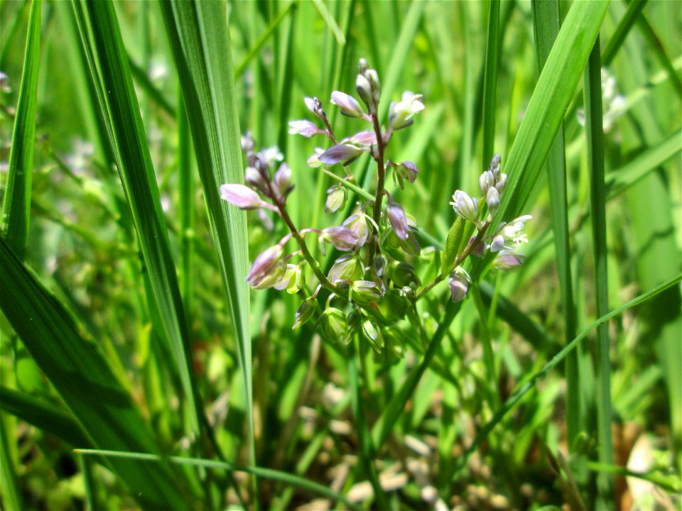 Echter Gewöhnliche Kreuzblume (Polygala vulgaris) im Naturschutzgebiet „Wusterhang“ oberhalb von Fechingen