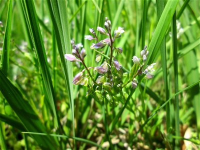 Echter Gewöhnliche Kreuzblume (Polygala vulgaris) im Naturschutzgebiet „Wusterhang“ oberhalb von Fechingen