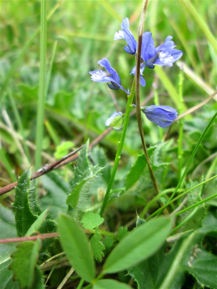 Gewöhnliche Kreuzblume (Polygala vulgaris) im Naturschutzgebiet „Birzberg, Honigsack/Kappelberghang“