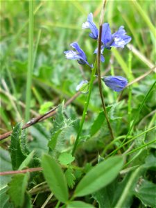 Gewöhnliche Kreuzblume (Polygala vulgaris) im Naturschutzgebiet „Birzberg, Honigsack/Kappelberghang“