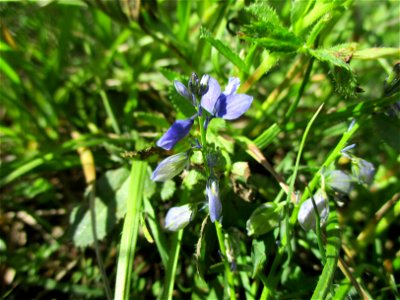 Gewöhnliche Kreuzblume (Polygala vulgaris) im Naturschutzgebiet „Birzberg, Honigsack/Kappelberghang“ photo