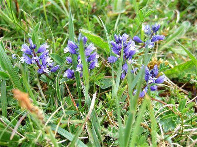 Milkwort (Polygala sp.) growing on chalk, Wiltshire, UK.  The majority of the plants had blue flowered but there was one with mauve flowers nearby (photo also uploaded as 'milkwort mauve')