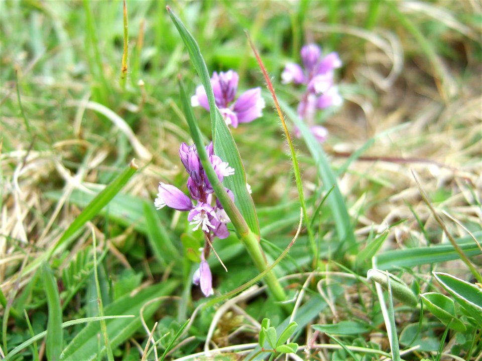 Milkwort (Polygala sp.) growing on chalk, Wiltshire, UK.  The majority of the plants nearby had blue flowered but this one had mauve flowers photo also uploaded as 'milkwort blue')