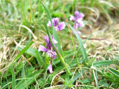 Milkwort (Polygala sp.) growing on chalk, Wiltshire, UK.  The majority of the plants nearby had blue flowered but this one had mauve flowers photo also uploaded as 'milkwort blue')