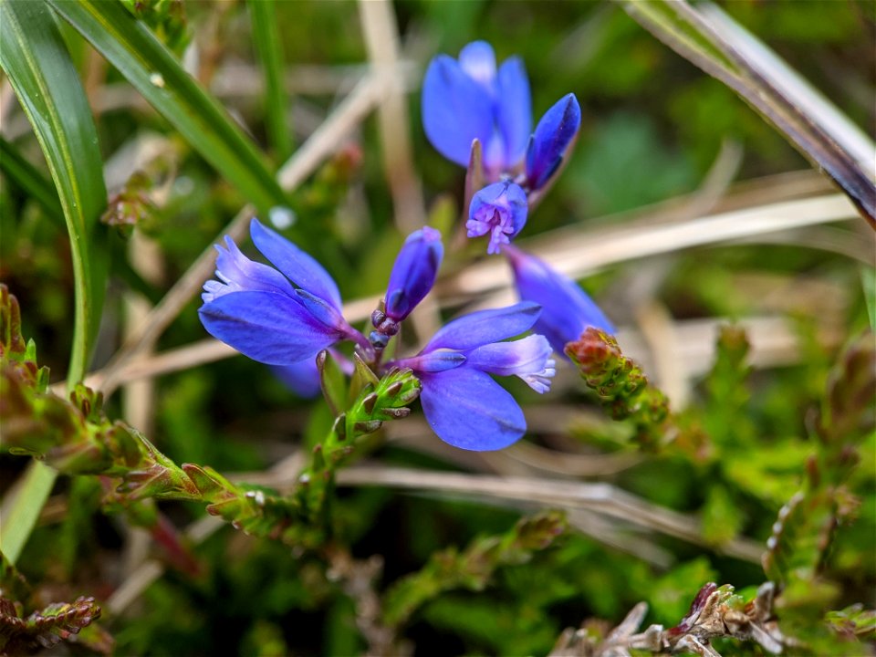 Common Milkwort (Polygala vulgaris)