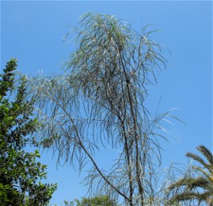 A photograph of Acacia stenophylla.