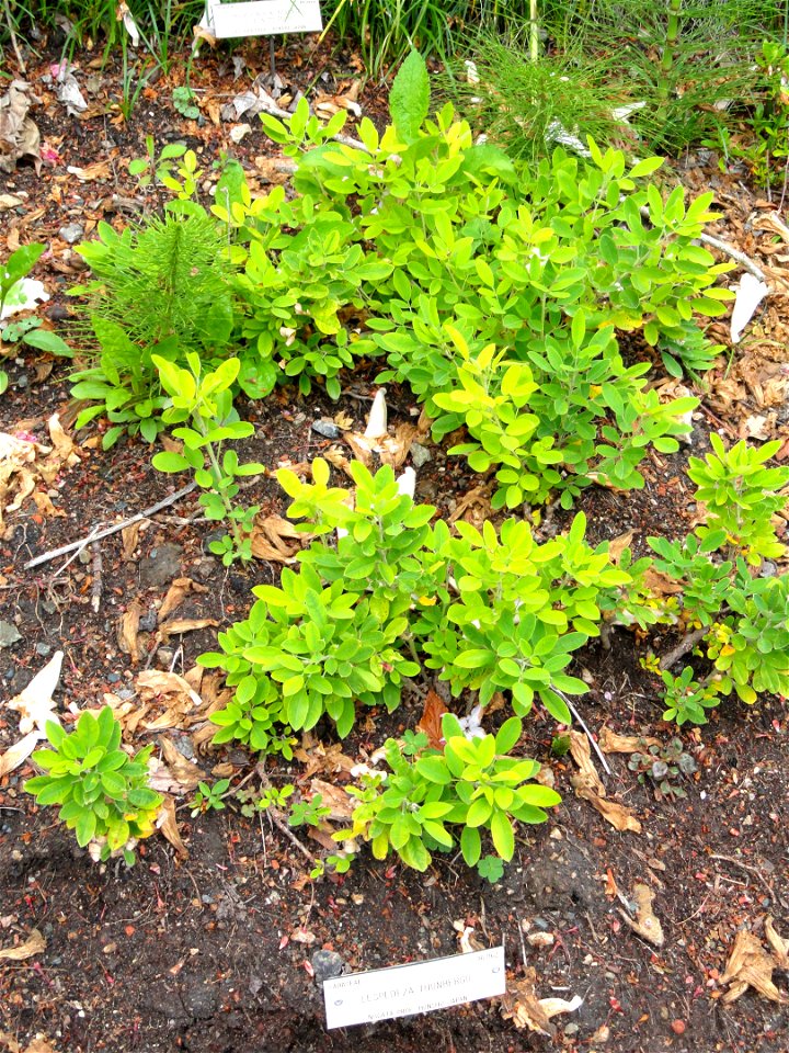 Lespedeza thunbergii specimen in the University of California Botanical Garden, Berkeley, California, USA.