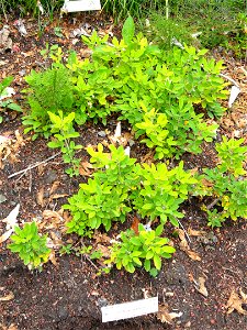 Lespedeza thunbergii specimen in the University of California Botanical Garden, Berkeley, California, USA.