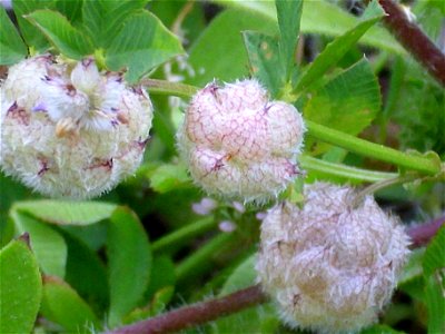 Trifolium fragiferum fruits close up, Dehesa Boyal de Puertollano, Spain