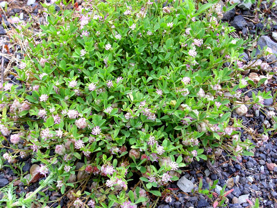 Trifolium fragiferum habit, Dehesa Boyal de Puertollano, Spain