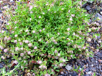 Trifolium fragiferum habit, Dehesa Boyal de Puertollano, Spain