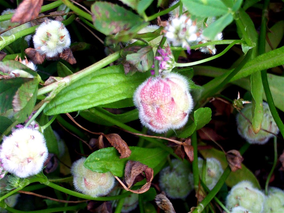 Trifolium fragiferum fruits close up Campo de Calatrava, Spain