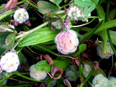 Trifolium fragiferum fruits close up Campo de Calatrava, Spain photo