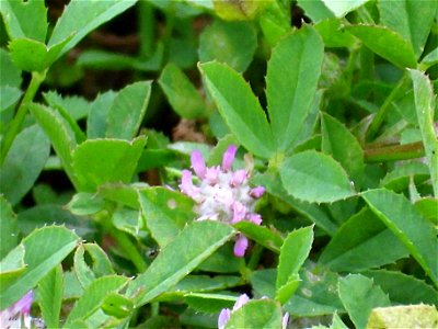 Trifolium fragiferum inflorescence close up, Dehesa Boyal de Puertollano, Spain