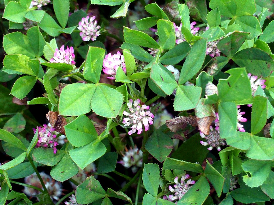 Trifolium fragiferum flowers and leaves Campo de Calatrava, Spain