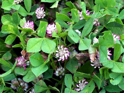 Trifolium fragiferum flowers and leaves Campo de Calatrava, Spain