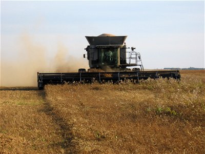 An AGCO Gleaner A85 combine harvesting yellow peas (Lathyrus aphaca) in Saskatchewan, Canada