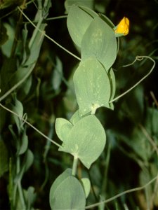 Lathyrus aphaca eF