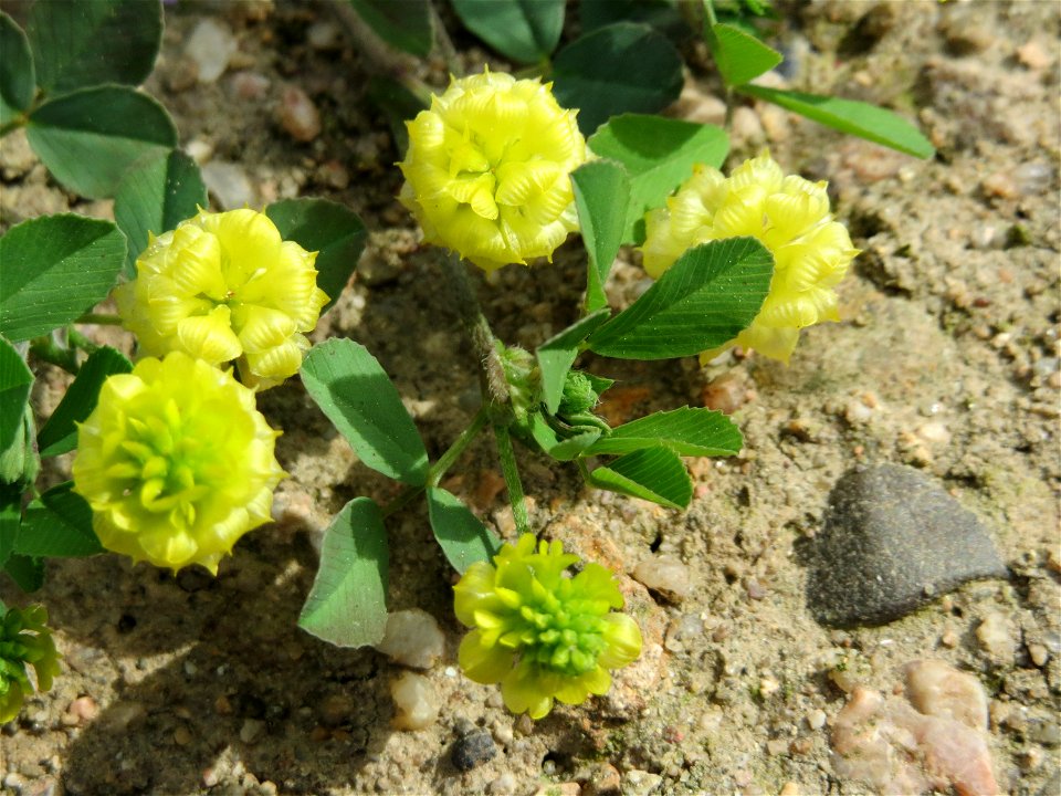 Feld-Klee (Trifolium campestre) in Hockenheim