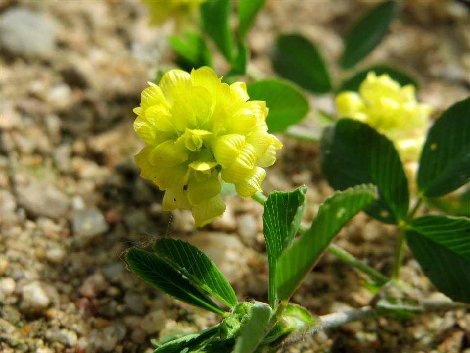 Feld-Klee (Trifolium campestre) in Hockenheim