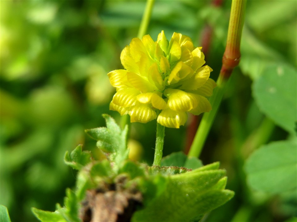 Feld-Klee (Trifolium campestre) in den Horststückern im Landschaftsschutzgebiet Hockenheimer Rheinbogen